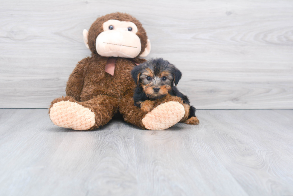 Meet Steph - our Yorkshire Terrier Puppy Photo 