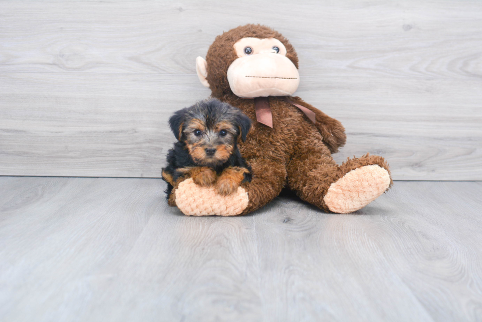 Meet Steph - our Yorkshire Terrier Puppy Photo 