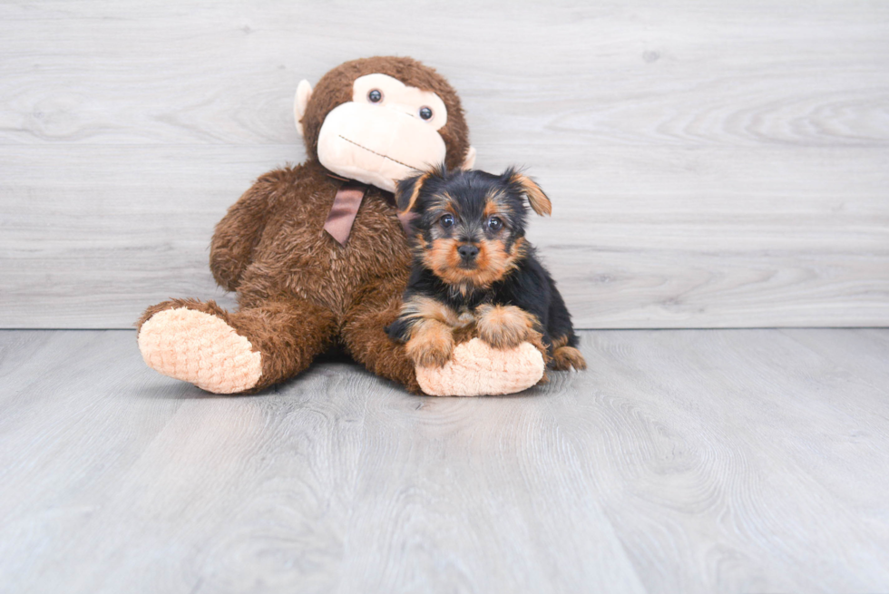 Meet Steph - our Yorkshire Terrier Puppy Photo 