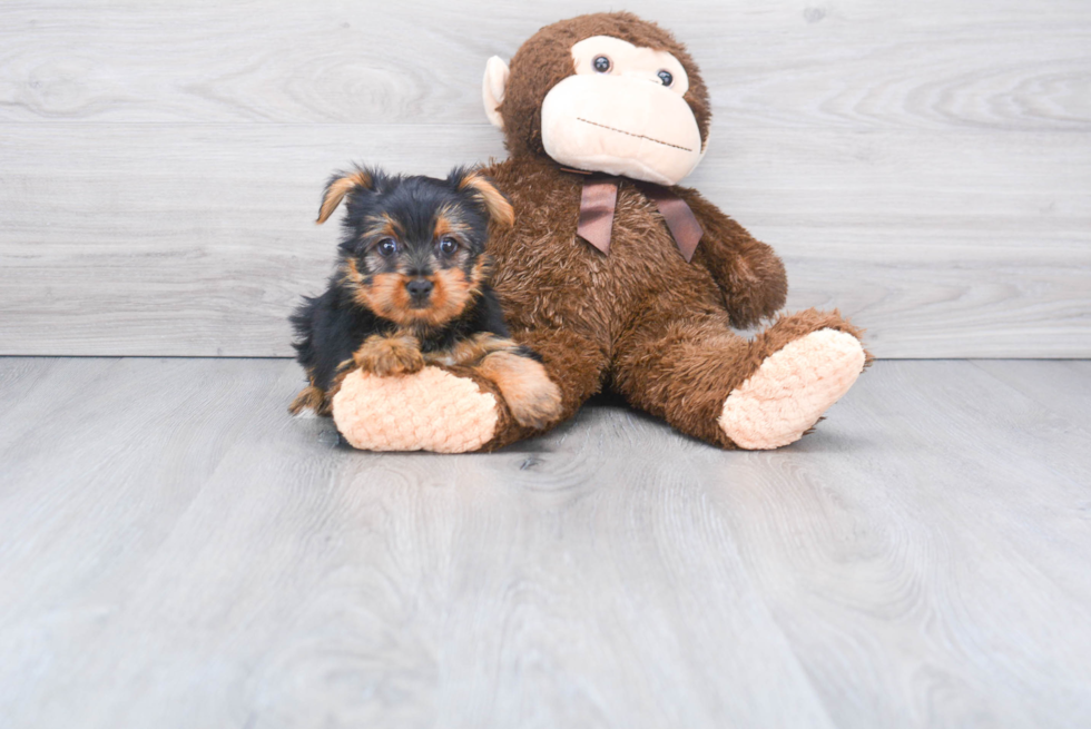 Meet Steph - our Yorkshire Terrier Puppy Photo 