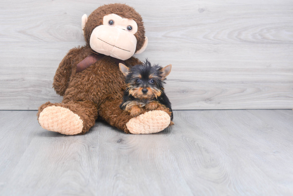 Meet Steph - our Yorkshire Terrier Puppy Photo 