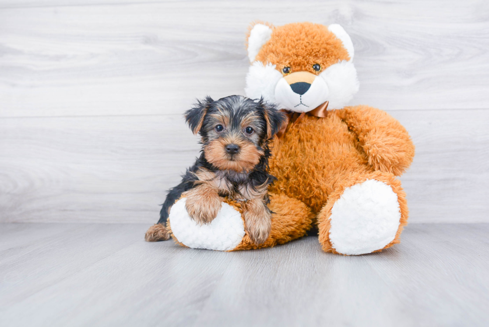 Meet Steph - our Yorkshire Terrier Puppy Photo 