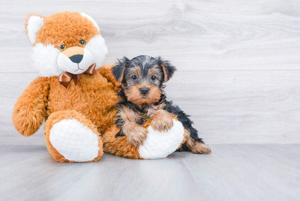 Meet Steph - our Yorkshire Terrier Puppy Photo 