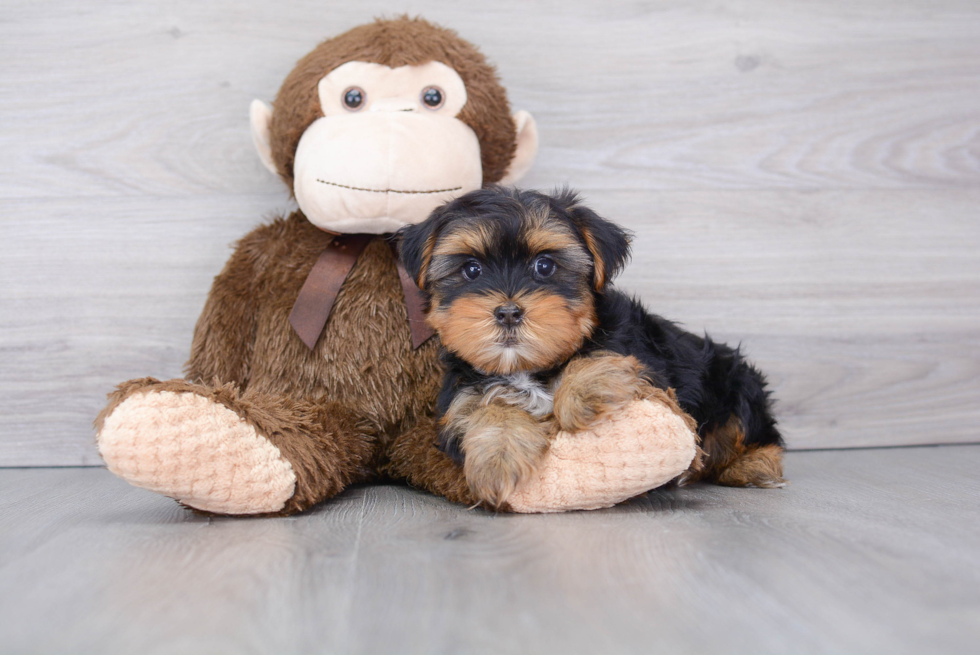 Fluffy Yorkie Purebred Puppy