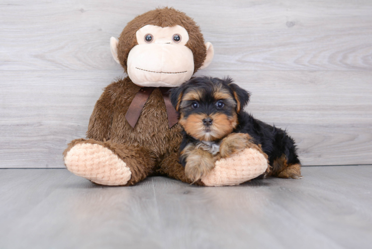 Yorkshire Terrier Pup Being Cute