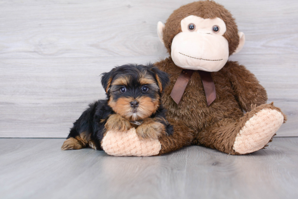 Yorkshire Terrier Pup Being Cute