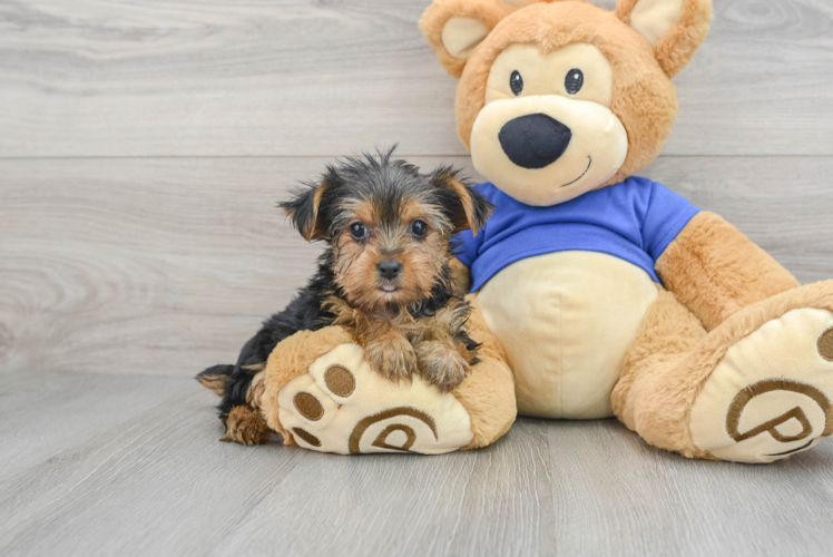 Yorkshire Terrier Pup Being Cute