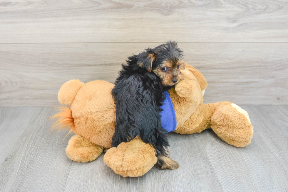 Friendly Yorkshire Terrier Baby