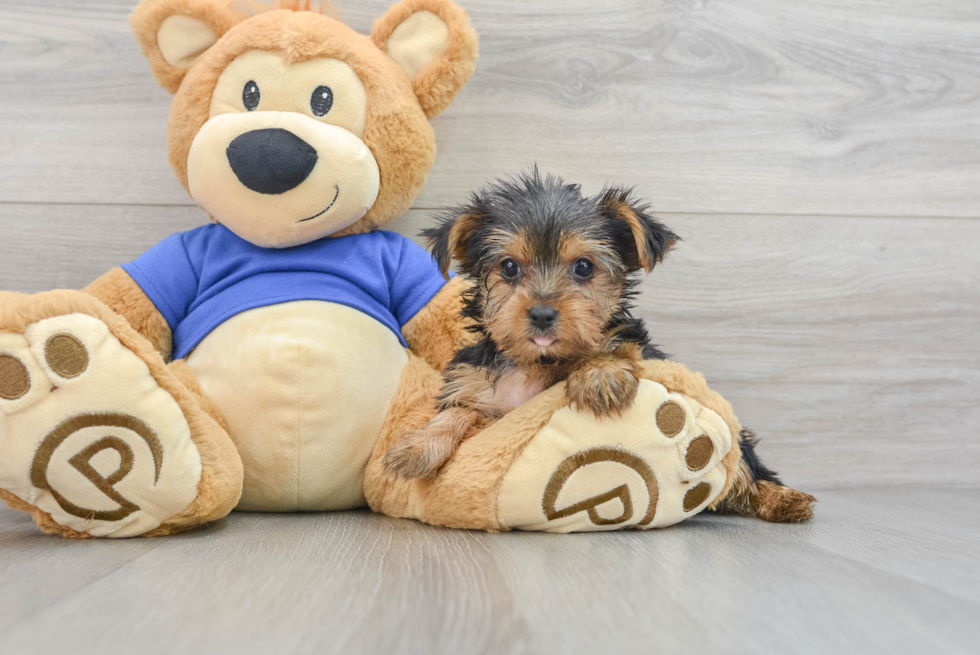 Friendly Yorkshire Terrier Purebred Pup