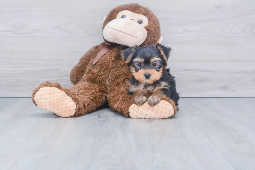 Meet Timmy - our Yorkshire Terrier Puppy Photo 