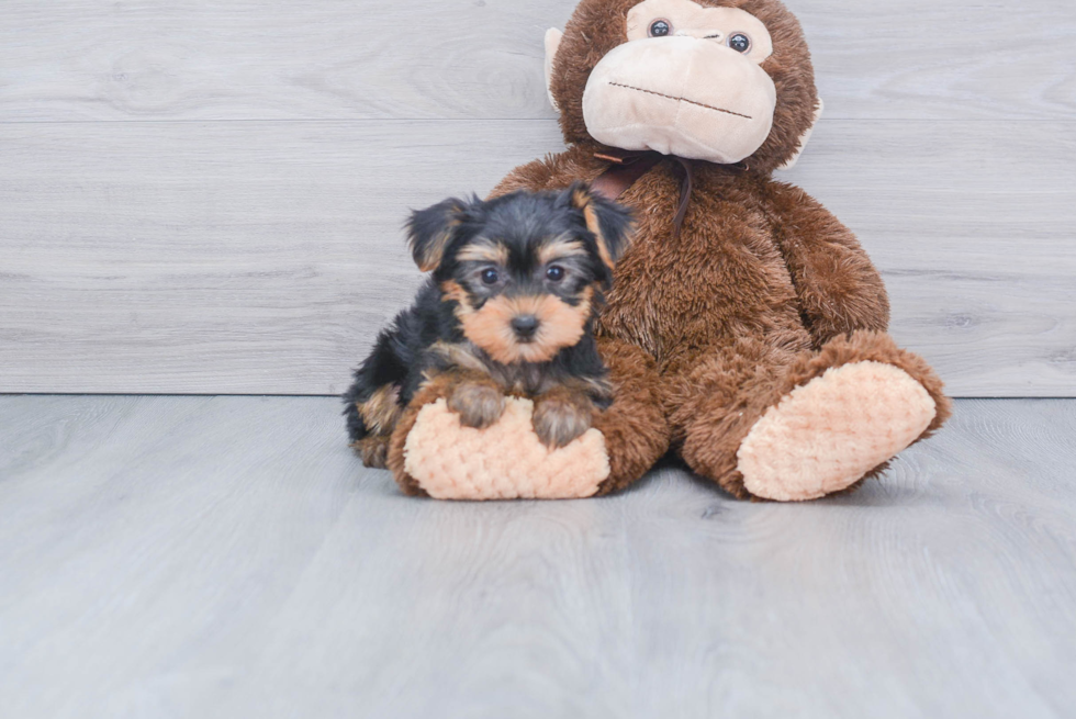 Meet Timmy - our Yorkshire Terrier Puppy Photo 