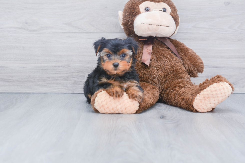 Meet Timmy - our Yorkshire Terrier Puppy Photo 