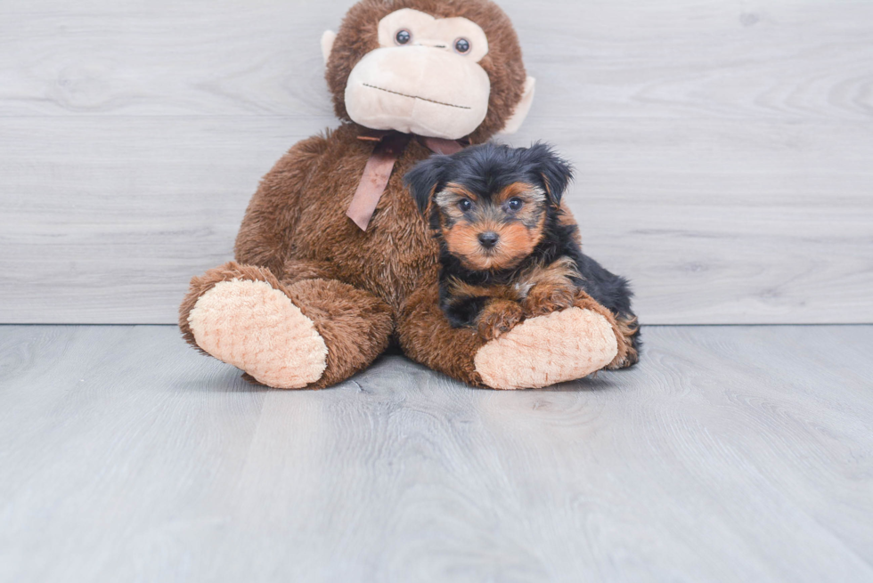 Meet Timmy - our Yorkshire Terrier Puppy Photo 