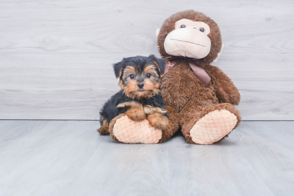 Meet Timmy - our Yorkshire Terrier Puppy Photo 