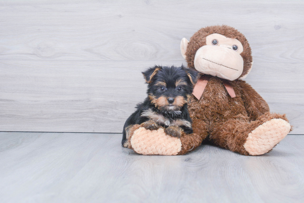 Meet Timmy - our Yorkshire Terrier Puppy Photo 