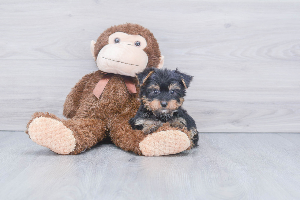 Meet Timmy - our Yorkshire Terrier Puppy Photo 