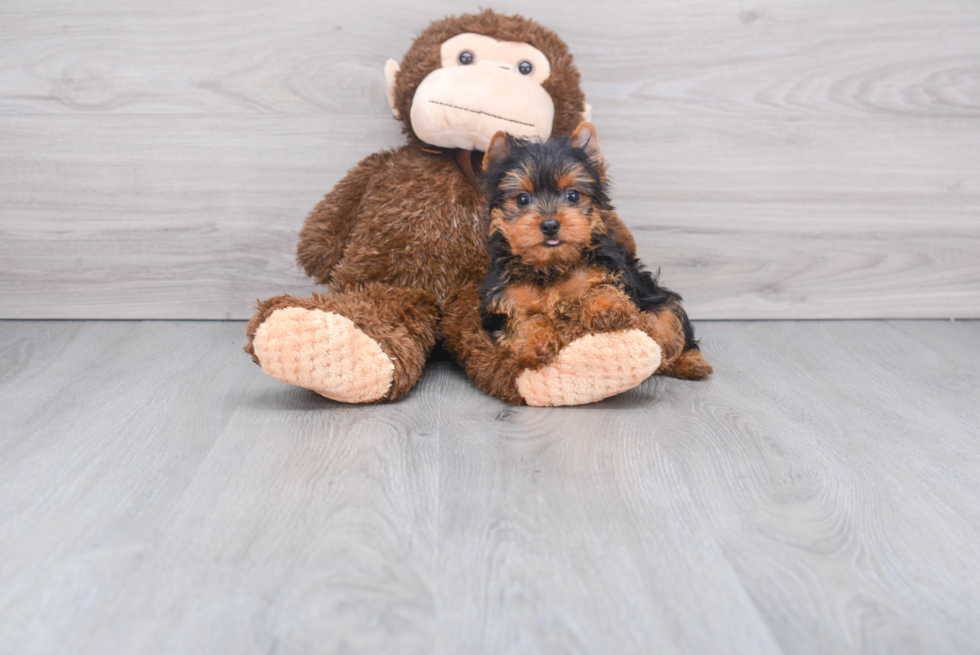 Meet Timmy - our Yorkshire Terrier Puppy Photo 