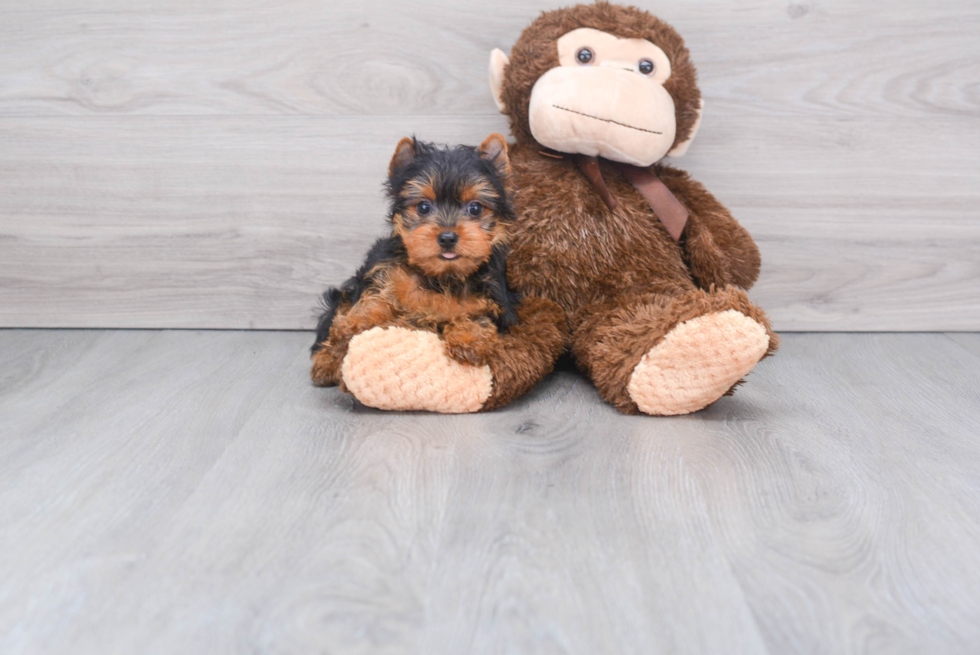 Meet Timmy - our Yorkshire Terrier Puppy Photo 