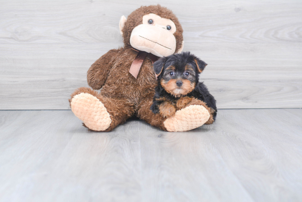 Meet Timmy - our Yorkshire Terrier Puppy Photo 