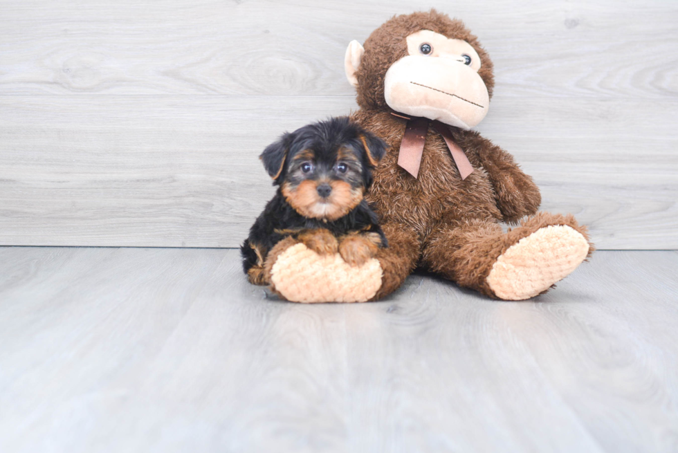 Meet Timmy - our Yorkshire Terrier Puppy Photo 