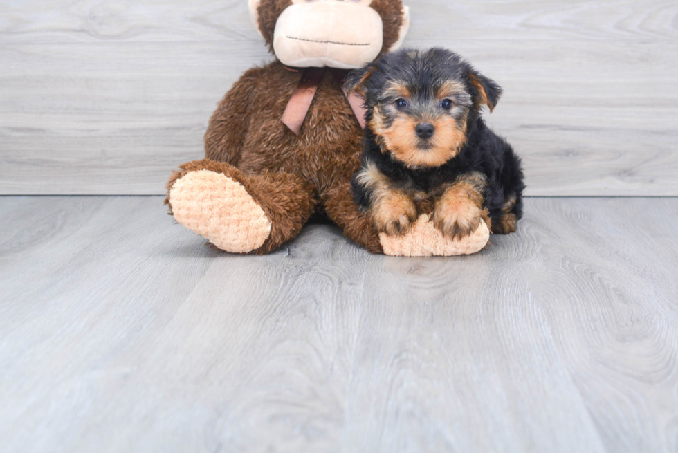 Meet Timmy - our Yorkshire Terrier Puppy Photo 