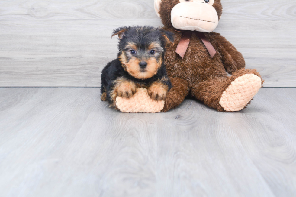 Meet Timmy - our Yorkshire Terrier Puppy Photo 