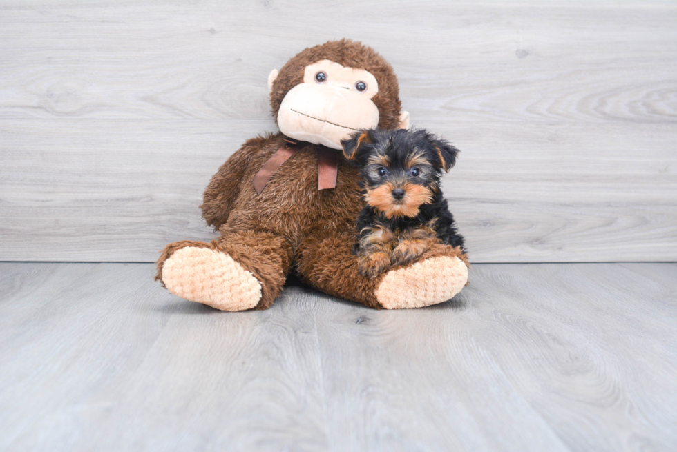 Meet Zoro - our Yorkshire Terrier Puppy Photo 