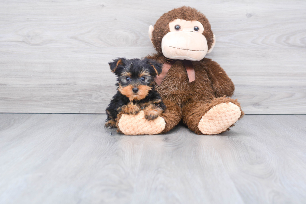 Meet Zoro - our Yorkshire Terrier Puppy Photo 