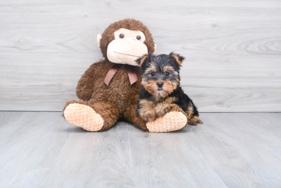 Meet Timmy - our Yorkshire Terrier Puppy Photo 