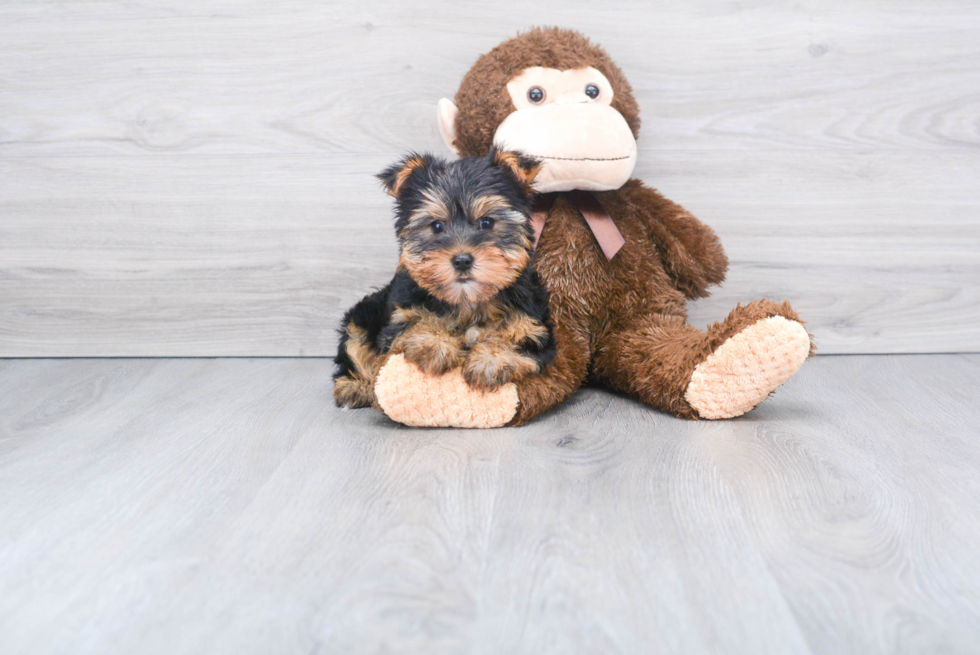 Meet Timmy - our Yorkshire Terrier Puppy Photo 