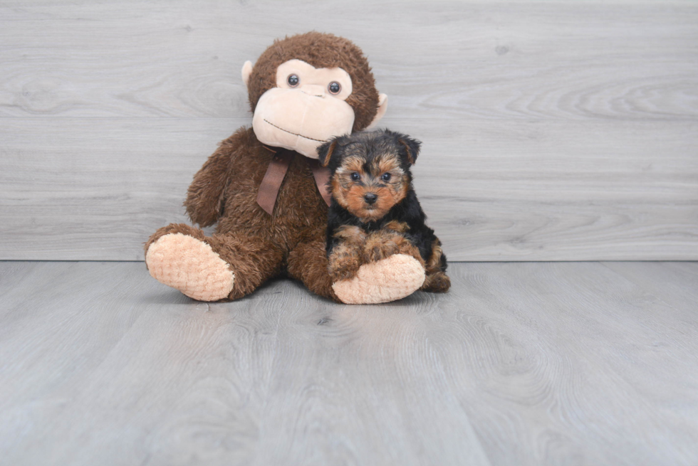 Meet Timmy - our Yorkshire Terrier Puppy Photo 