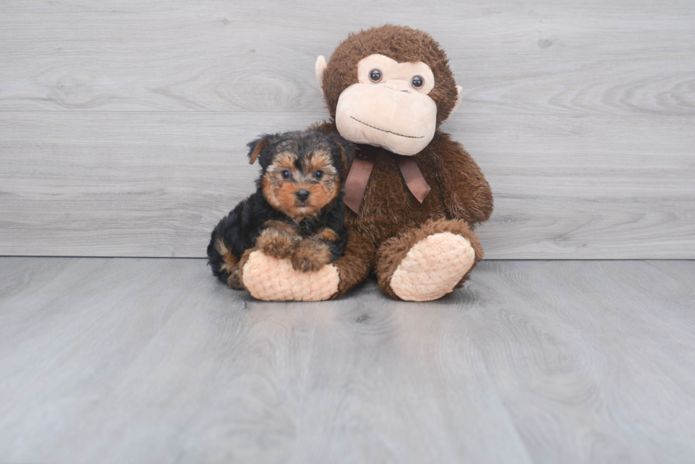 Meet Timmy - our Yorkshire Terrier Puppy Photo 