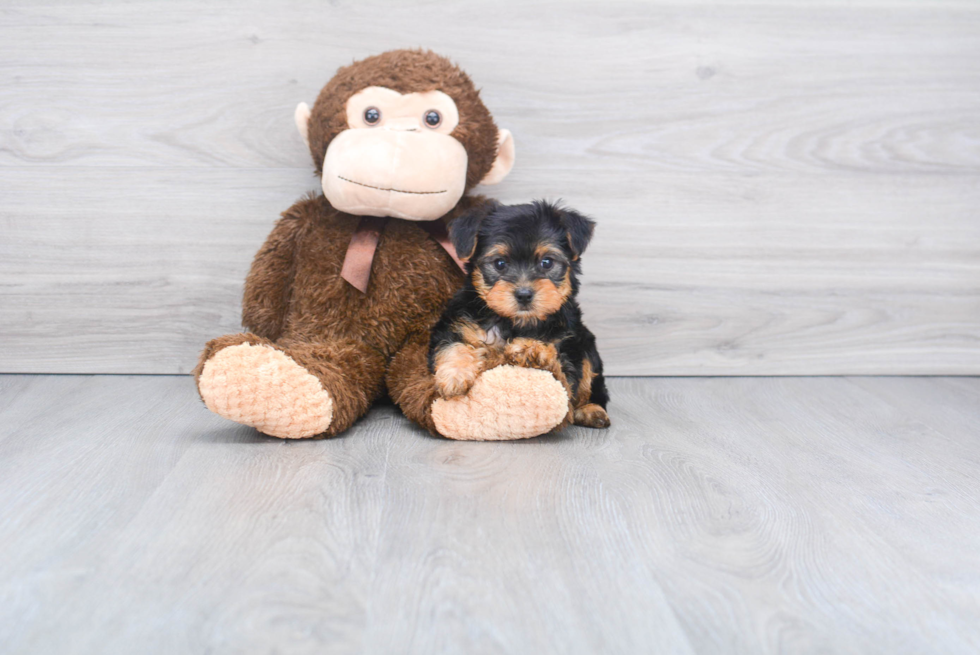 Meet Timmy - our Yorkshire Terrier Puppy Photo 