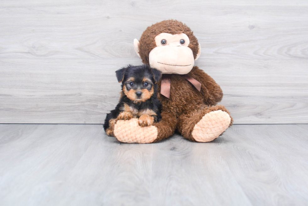 Meet Timmy - our Yorkshire Terrier Puppy Photo 