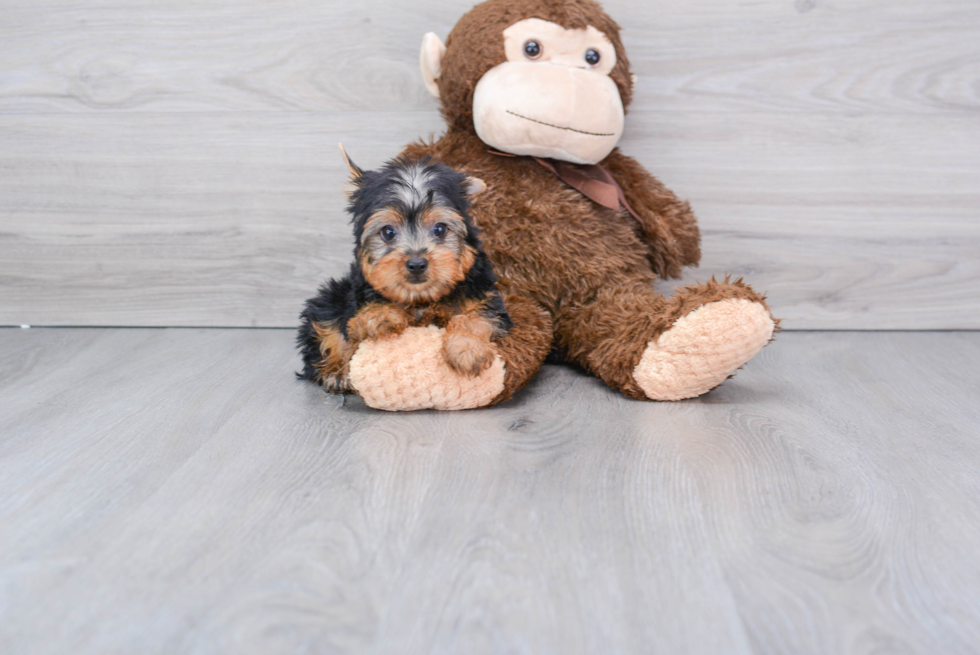 Meet Timmy - our Yorkshire Terrier Puppy Photo 