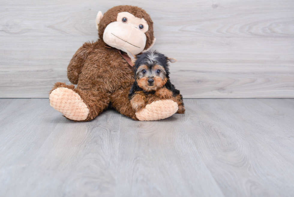 Meet Timmy - our Yorkshire Terrier Puppy Photo 