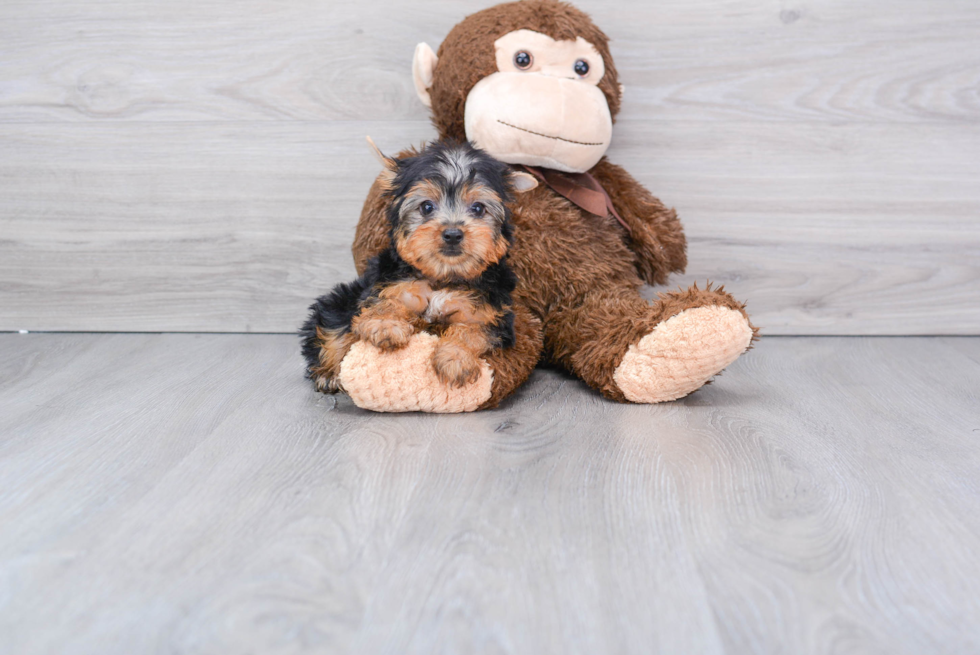 Meet Timmy - our Yorkshire Terrier Puppy Photo 