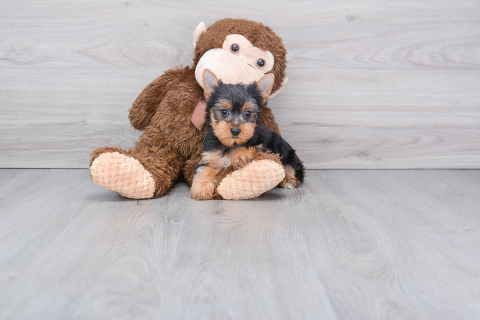 Meet Timmy - our Yorkshire Terrier Puppy Photo 