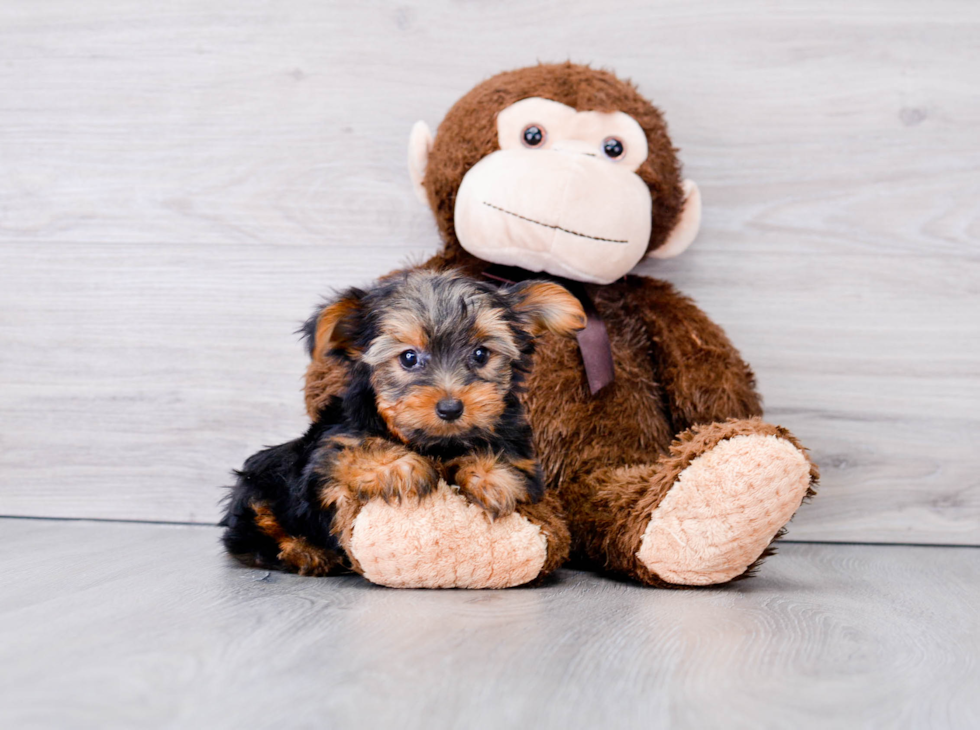 Small Yorkshire Terrier Baby