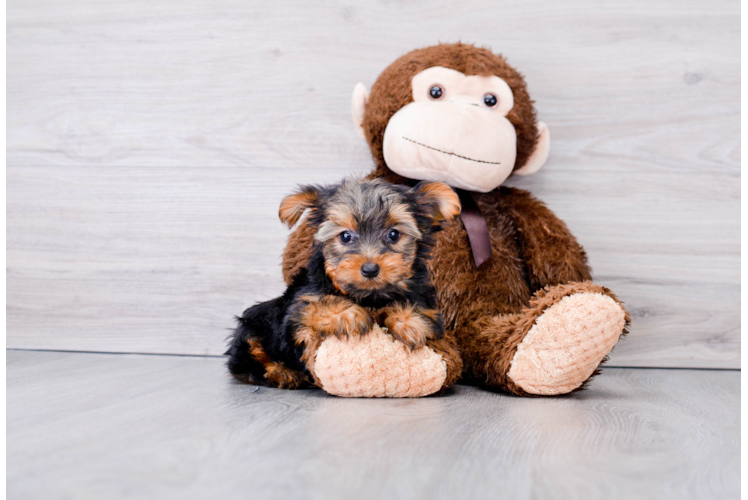 Happy Yorkie Purebred Puppy