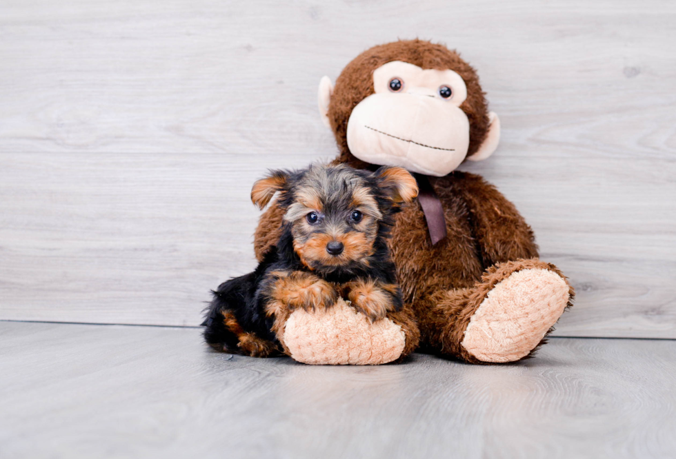 Happy Yorkie Purebred Puppy