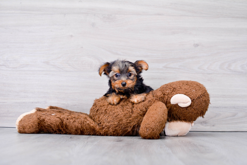 Funny Yorkshire Terrier Purebred Pup