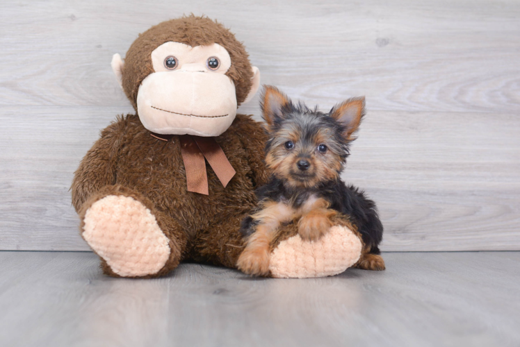 Best Yorkshire Terrier Baby