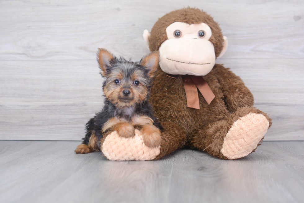 Best Yorkshire Terrier Baby