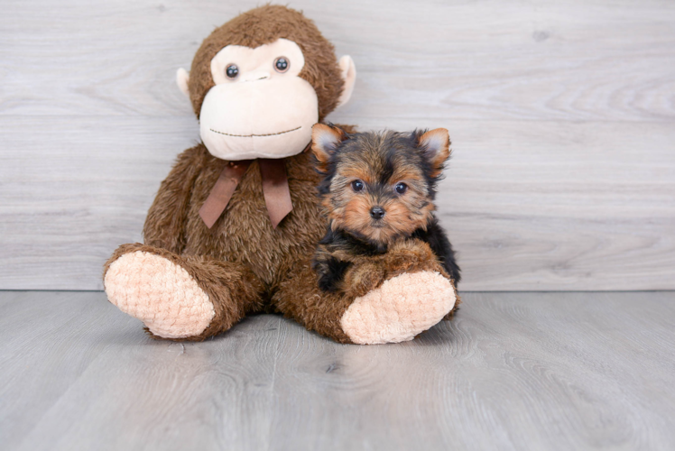 Yorkshire Terrier Puppy for Adoption