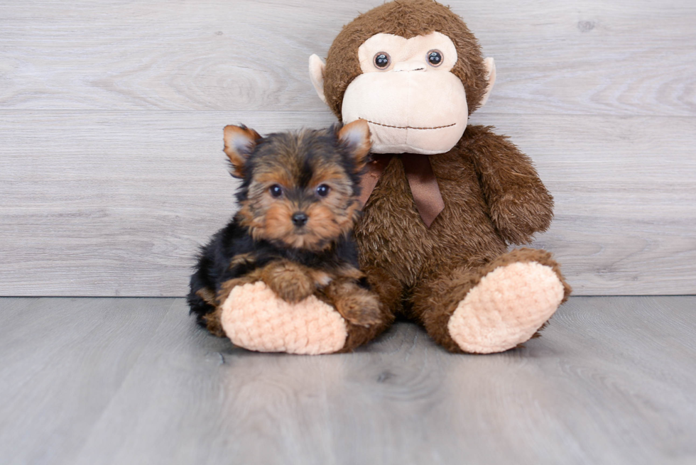 Petite Yorkie Purebred Puppy