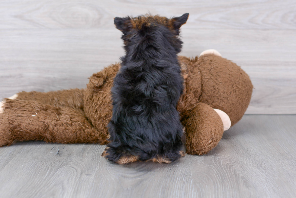 Friendly Yorkshire Terrier Baby