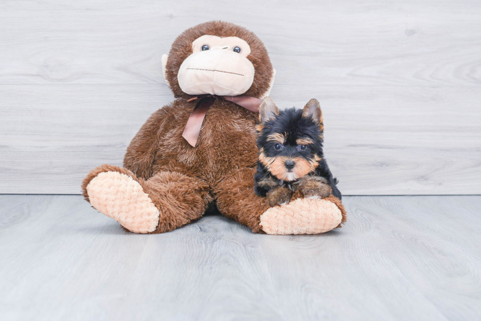 Meet Tinkerbell - our Yorkshire Terrier Puppy Photo 