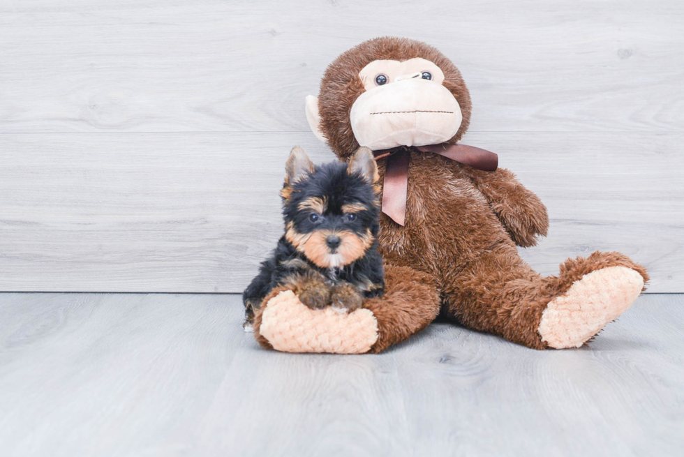 Meet Tinkerbell - our Yorkshire Terrier Puppy Photo 