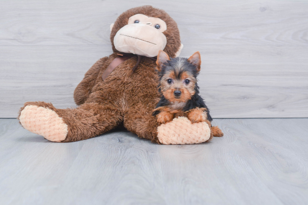 Meet Tinkerbell - our Yorkshire Terrier Puppy Photo 